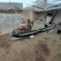 بره های ژن دار(همو وهترو)|حیوانات مزرعه|بجنورد, |دیوار