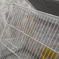 دوجفت عروس هلندی مولد. فروشی.|پرنده|بم, |دیوار