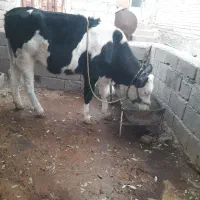 گاو
