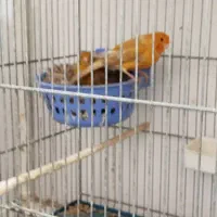 قناری دارچینی