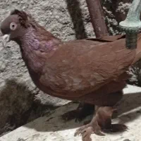 ککیلی|پرنده|اردبیل, |دیوار