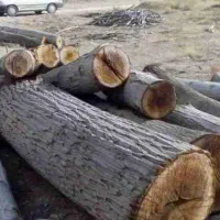 خرید چوب|خدمات باغبانی و درختکاری|قوچان, |دیوار