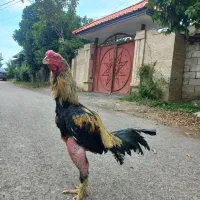 خروس لاری افغان تاج مهر