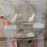 عروس هلندی سخنگو