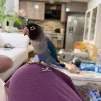 طوطی برزیلی نر