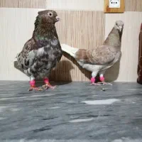 کبوتر دم سفید وشهری|پرنده|برازجان, |دیوار