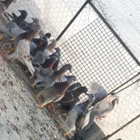 پرنده|پرنده|برازجان, |دیوار