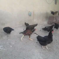 مرغ جوجه خروس لاری محلی دورگه روستایی|حیوانات مزرعه|بناب, |دیوار
