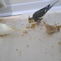 عروس هلندی گمشده