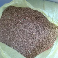 گندم..|خوردنی و آشامیدنی|کوهنانی, |دیوار