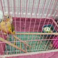 گرینچیک|پرنده|ابریشم, |دیوار