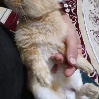 خرگوش اهلی