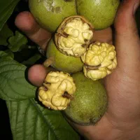 گردو درجه 1 با کیفیت با پوست