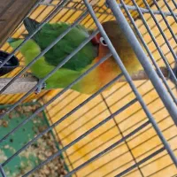 طوطی برزیلی|پرنده|اصفهان, جلالیه|دیوار