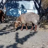 بره نر  دورگ چینی