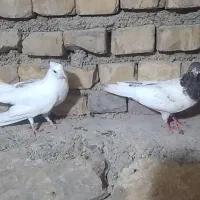 کبوتر پرشی ..معاوضه با ذاغ چشم نوک ماده