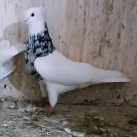 طوقی|پرنده|مبارکه, |دیوار