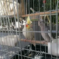 عروس هلندی مولد روی تخم