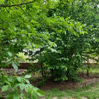 اجاره روزانه راین|اجارهٔ کوتاهمدت ویلا و باغ|راین, |دیوار