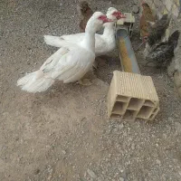 اردک اسرائیلی