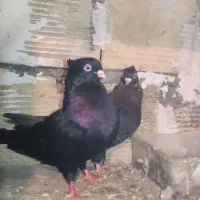 سیا|پرنده|خمینی‌شهر, |دیوار