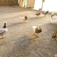 کبوترطوقی وغیره