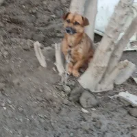 سگ پاکوتاه نر|سگ|گنبد کاووس, |دیوار