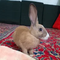 خرگوش|موش و خرگوش|قرق, |دیوار