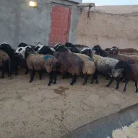 گوسفند آبستن سنگین|حیوانات مزرعه|بشاریات, |دیوار