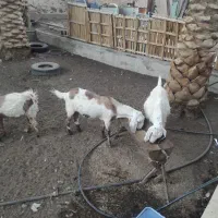 السلام علیکم ،چهارتاگوسفندسه بز ویک تروشت|حیوانات مزرعه|سراوان, |دیوار