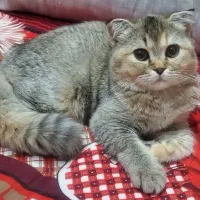 بچه گربه اسکاتیش دبل فولد تبی اصیل ومهربون|گربه|بیرجند, |دیوار