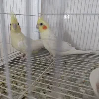 عروس هلندی دستی