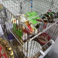 یک جفت عروس هلندی یک جفت گرینچیک|پرنده|سلمان‌شهر, |دیوار