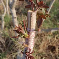 پیوند تخصصی درخت پسته