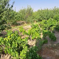 فروش باغ با آب قنات|فروش دفتر صنعتی، کشاورزی، تجاری|مشهد, سجاد شهر|دیوار