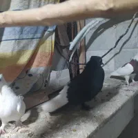 پرنده|پرنده|قم, قلعه کامکار|دیوار