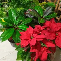 گل گیاه طبیعی