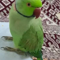 طوطی ملنگو گمشده