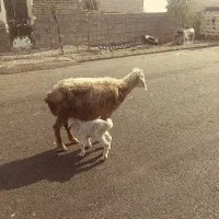 بیگ بز بره میش