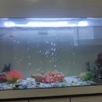 آکواریوم|ماهی|تهران, اتابک|دیوار