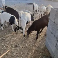 چپشت نر یکسال