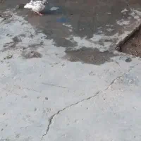 کفتر پلاکی، شازده، سوسکی بشرط پرش