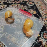 حلزون