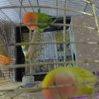 یک جفت طوطی برزیلی رنگ خاص باقفس و تمام وسایل|پرنده|ملارد, |دیوار