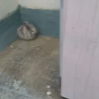 خرگوش|موش و خرگوش|بهبهان, |دیوار