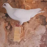 سفید