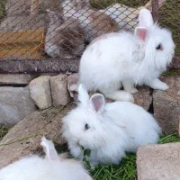 خرگوش انگورا خوشگل نر و ماده بالغ
