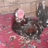 خروس چهل جیل گلین لری معاوضه با گندم یا خوراک|حیوانات مزرعه|بلداجی, |دیوار