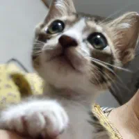 گربه نر دو ماهه