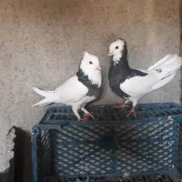 یه جفت طوقی و یک ماده زاغ بزن